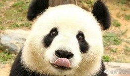 科技熊猫爆料视频大全,视频大全带你领略前沿科技魅力